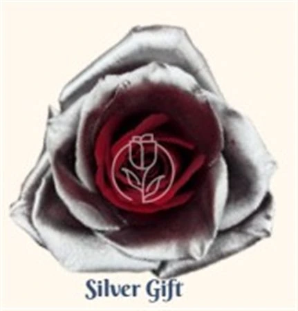 Ruža farbená Silver Gift, Ekvádor • 50 cm