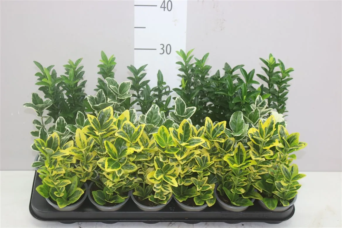 Euonymus Jap Gemengd • črepník 9 cm