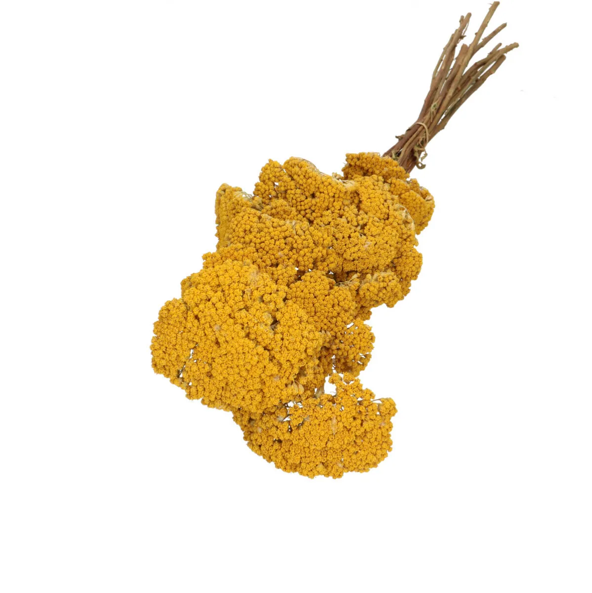 Sušený rebríček žltý 65 cm