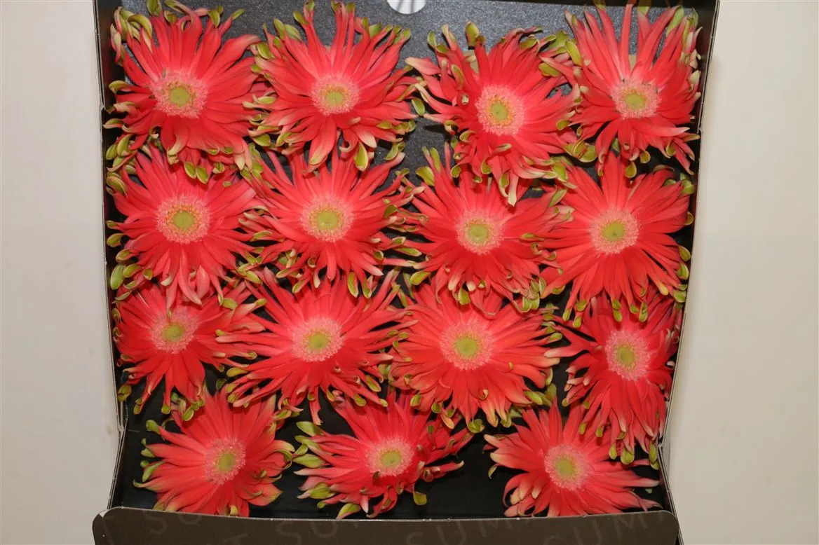 Gerbera Diamond Pastini Rivello • 55 cm