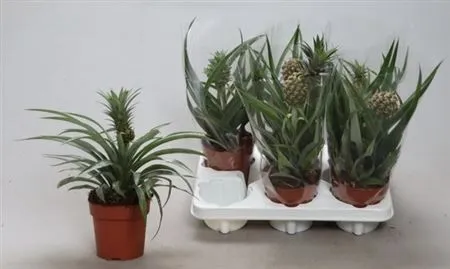Ananas Overig • črepník 12 cm
