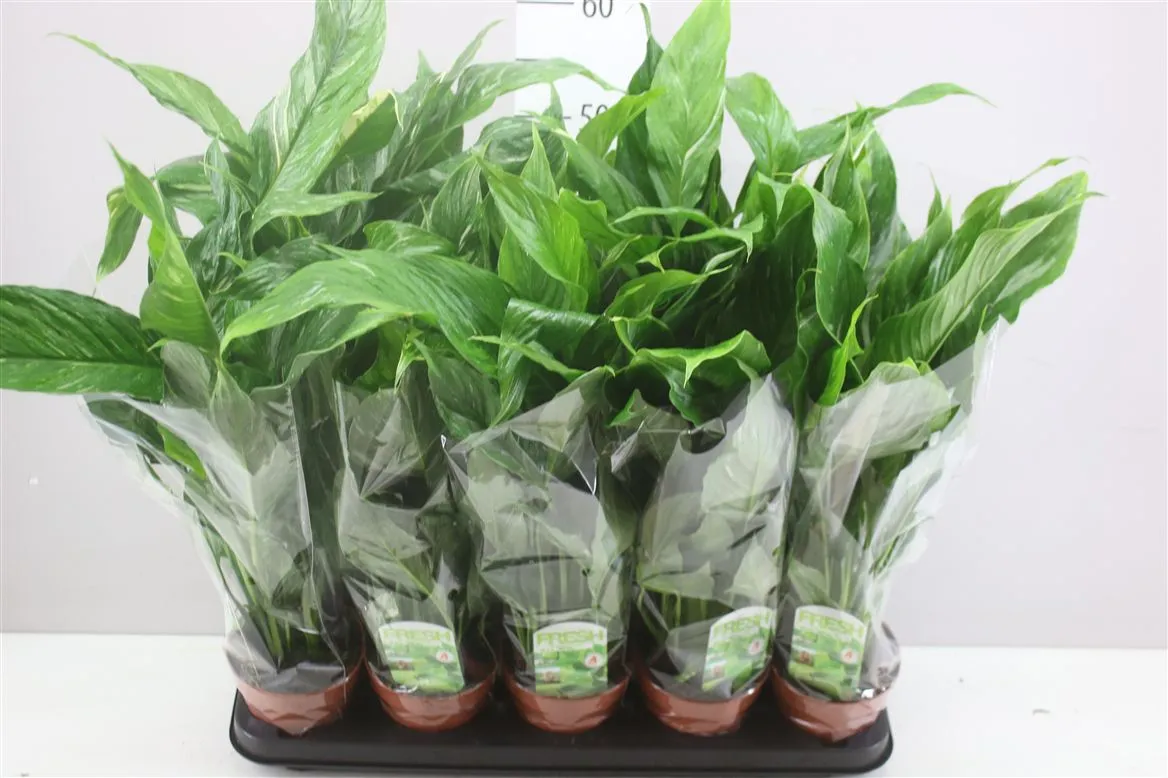 Spathiphyllum Diamond • črepník 12 cm
