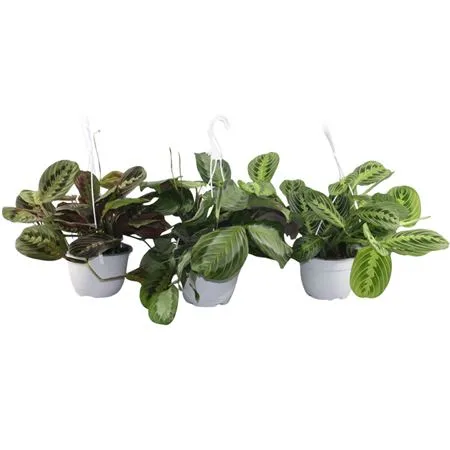 Maranta 'mix' Hangpot • črepník 15 cm
