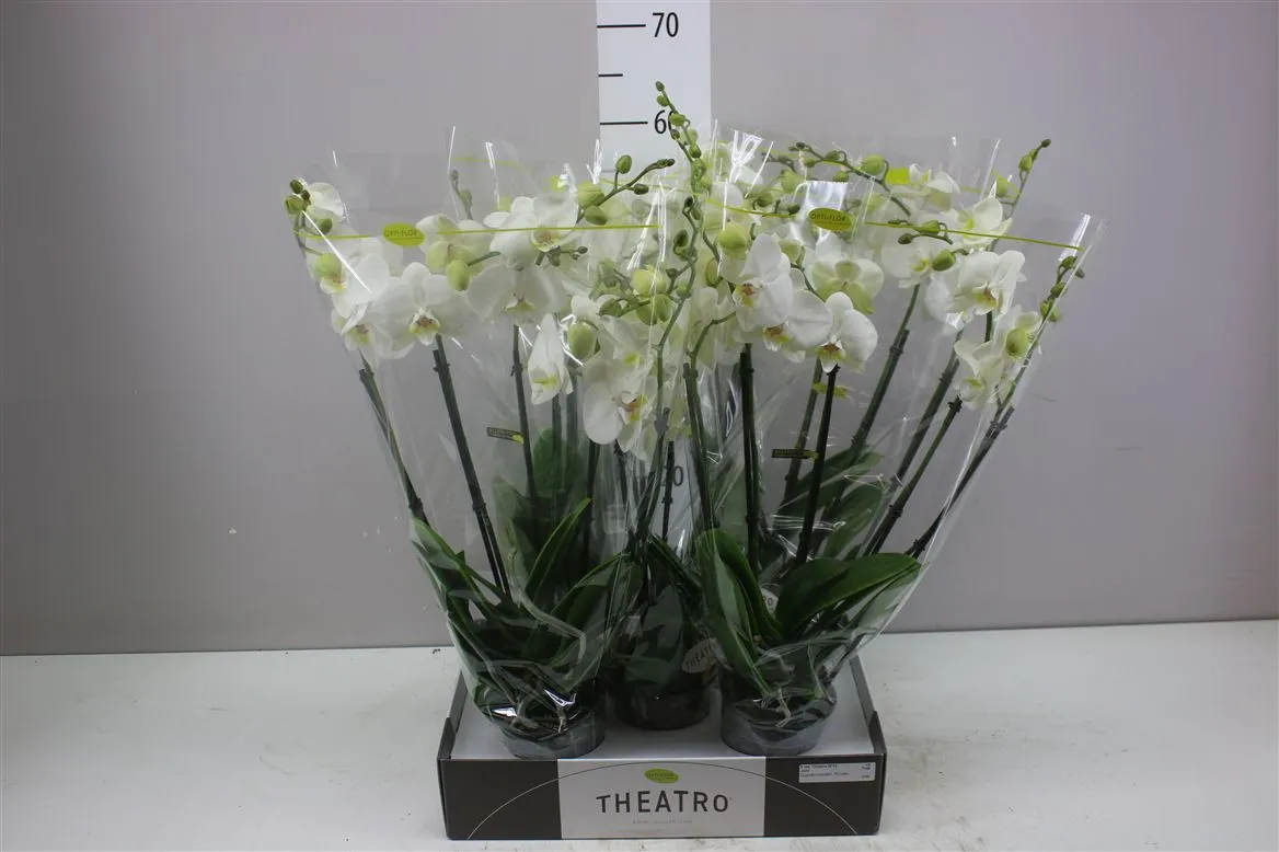 Orchidea Phalaenopsis Theatro biela, 5 výhonov • črepník 12 cm