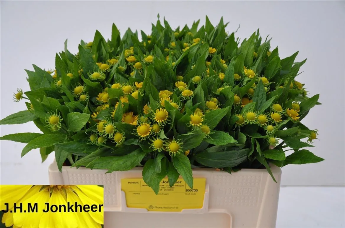 Helenium Kanaria • 50 cm