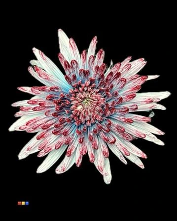 Chryzantéma veľkokvetá Topspin Hollandia • 70 cm