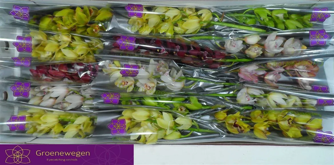 Orchidea Cymbidium mini mix • 50 cm