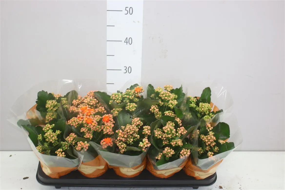 Kalanchoe Rosalina Oranje • črepník 10,5 cm