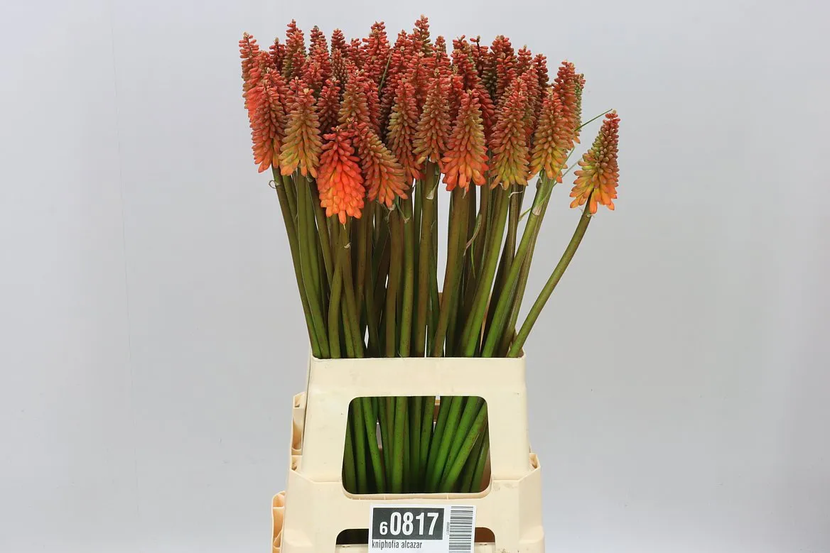 Kniphofia Alcazar • 70 cm