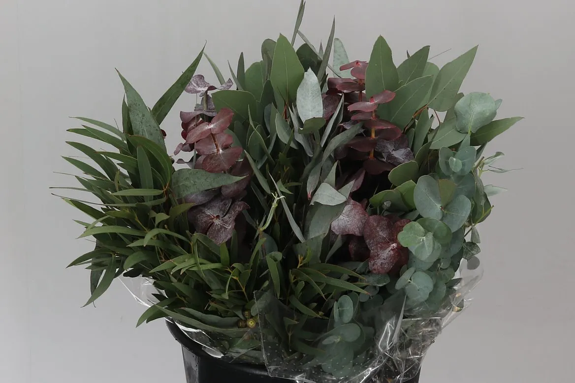Eukalyptus mix Short • 55 cm