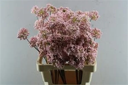 Berrie Tros Pale Pink, sušené • 60 cm