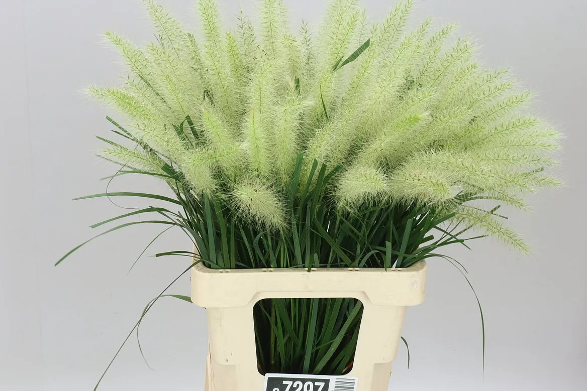 Pennisetum Blondi • 60 cm