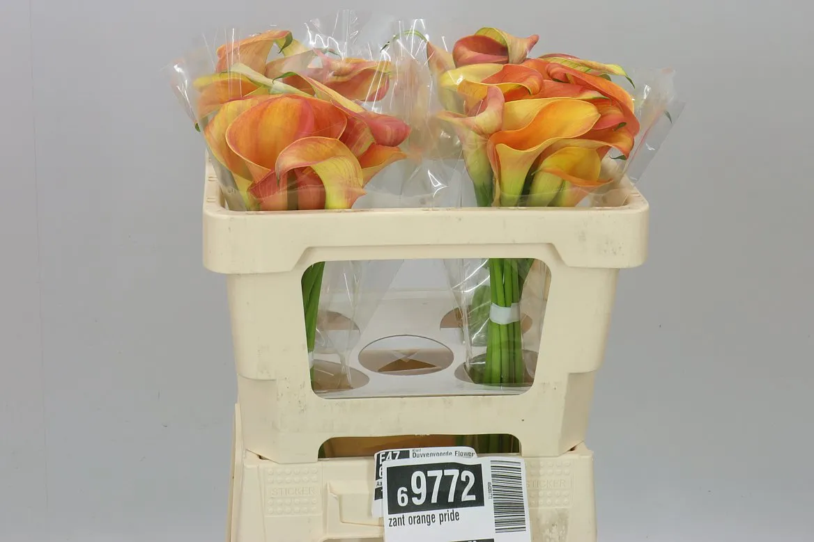 Kala Orange Pride • 50 cm