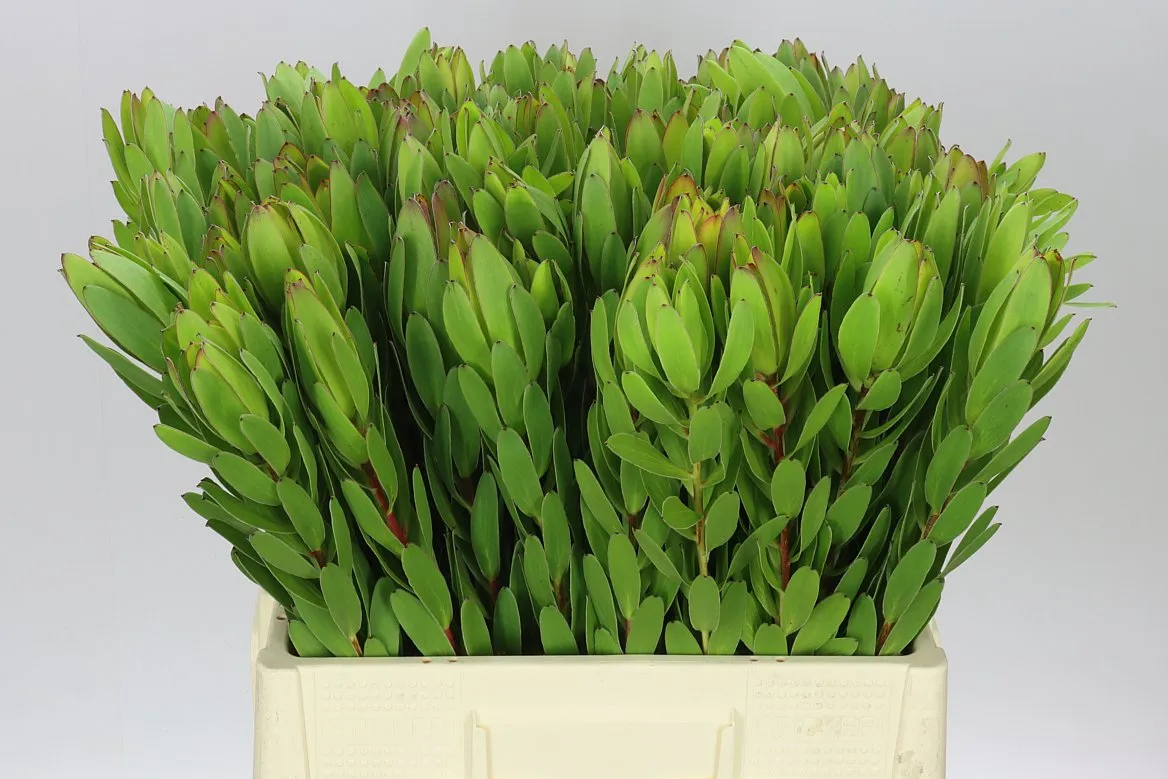 Leucadendron Safari Goldstrike • 60 cm