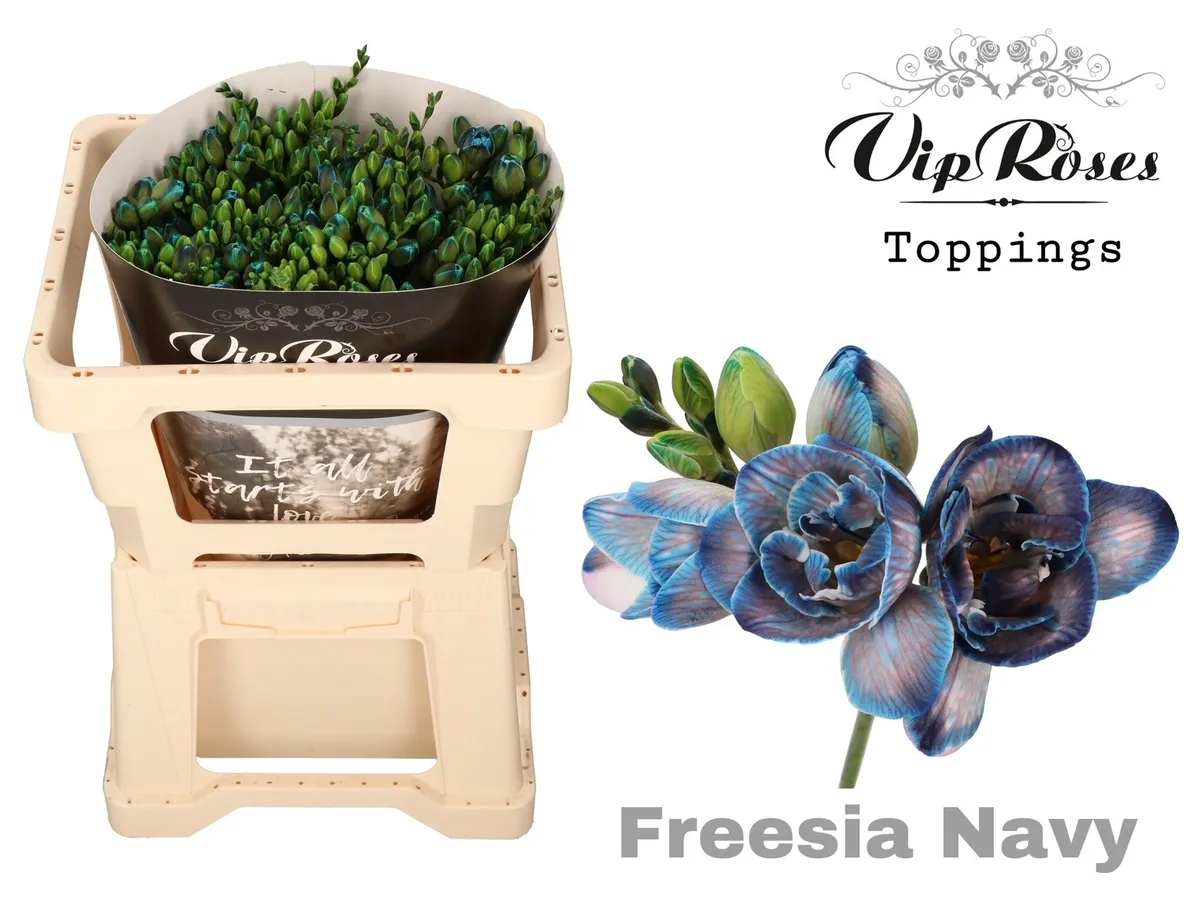 Frézia plnokvetá Navy • 50 cm