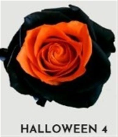 Ruža farbená Halloween 4, Ekvádor • 50 cm