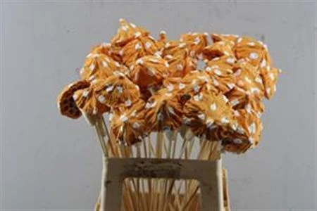 Mushroom Orange, sušené • 65 cm