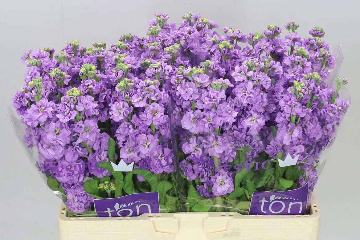 Matthiola Lavender • 60 cm