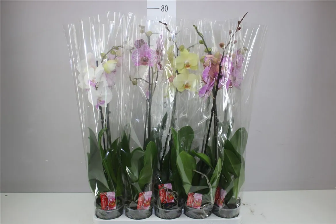 Phal Gemengd 1 Tak 10+ • črepník 12 cm