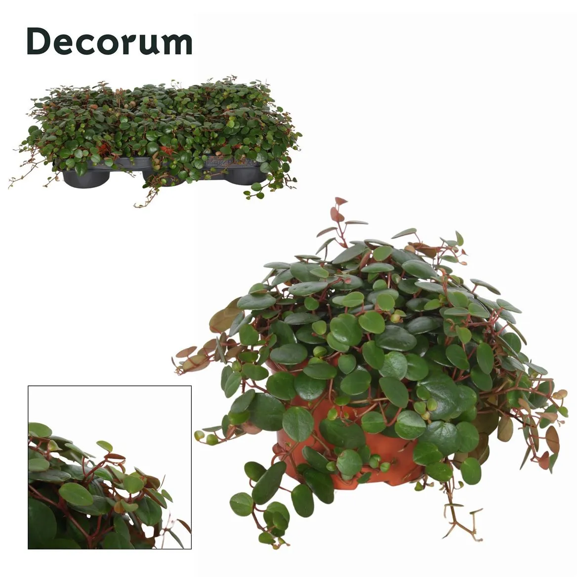 Peperomia Pepperspot 10,5 Cm • črepník 10,5 cm