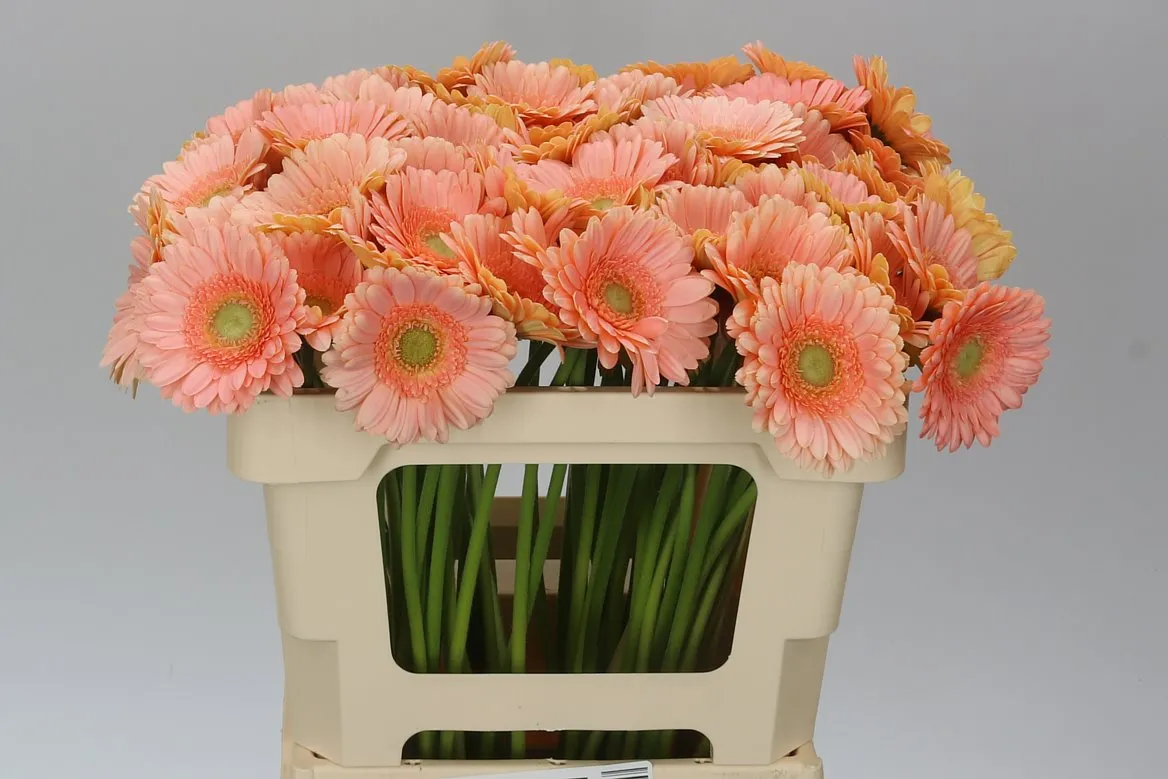 Germini Aqua Maria • 50 cm