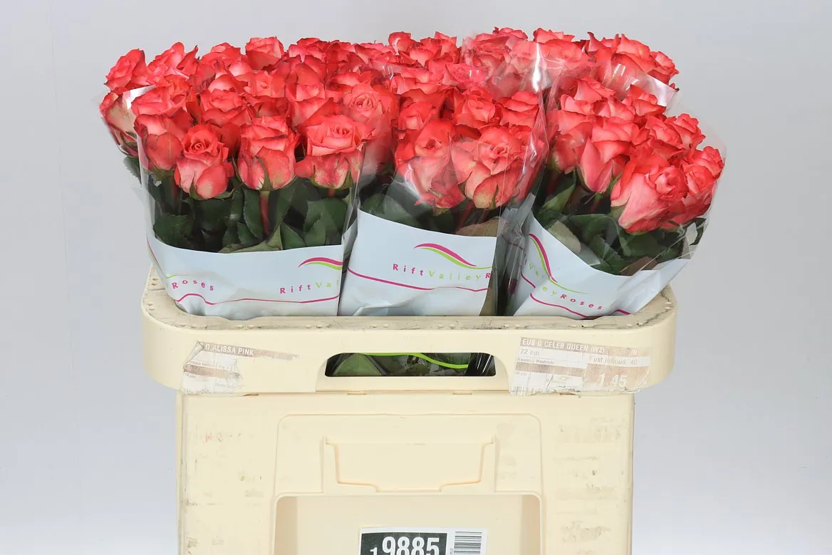 Rosa Gr Icon • 60 cm