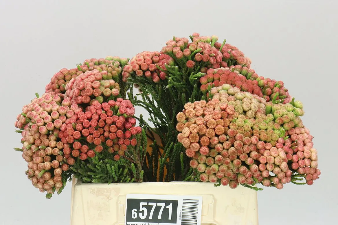 Kaaps Red Brunia • 40 cm