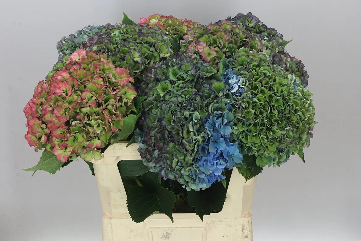 Hortenzia Parade Classic • 80 cm