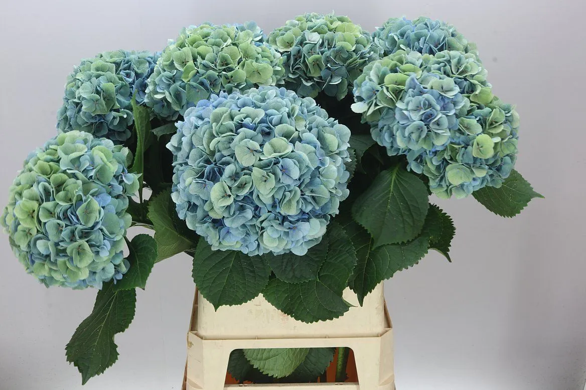 Hyd Mammoet Blue Classic • 100 cm