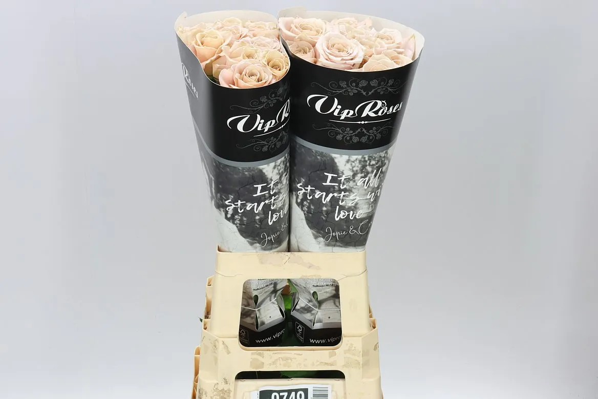 Rosa Gar Vip Quicksand • 70 cm