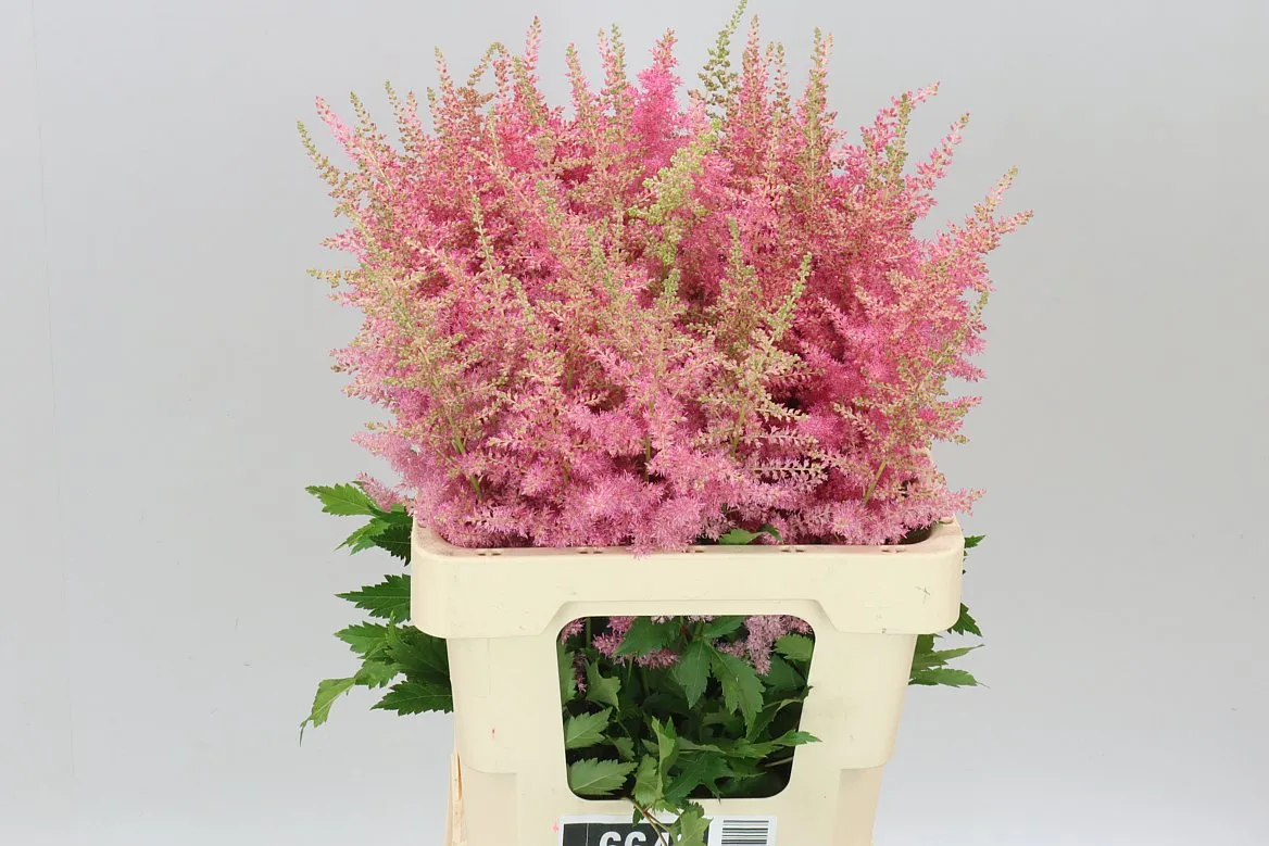 Astilbe Anita Pfeifer • 60 cm