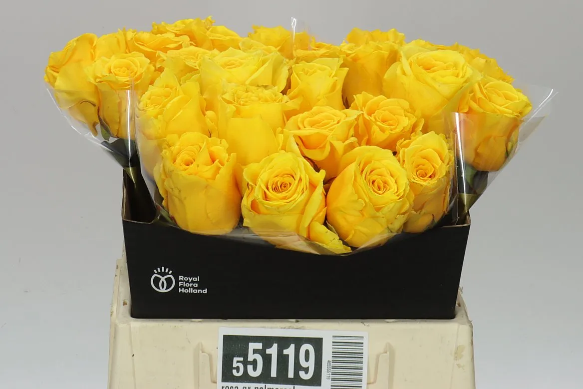 Rosa Gr Palmares! • 40 cm