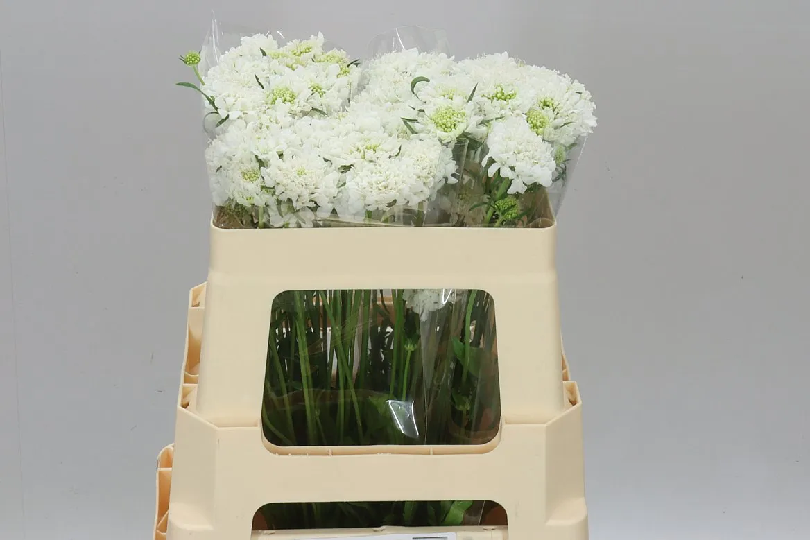 Scabiosa Atr F Scoop Whit • 55 cm