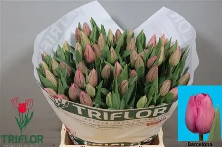 Tulipa En Barcelona • 44 cm