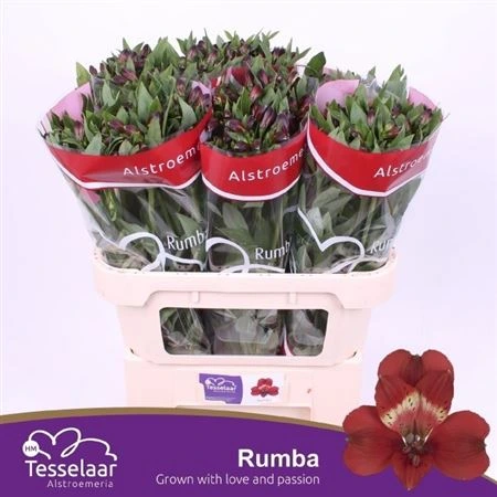 Alstroméria Rumba • 70 cm