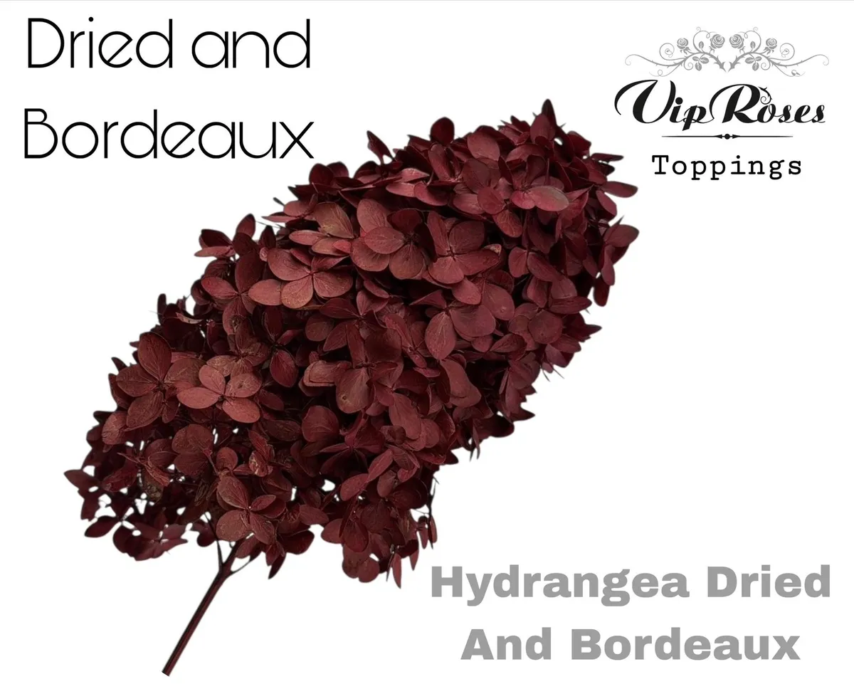 Dried Hydrangea Bordeaux • 70 cm