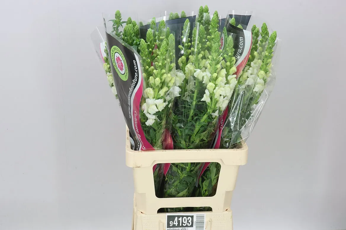 Antirrhinum White It • 70 cm