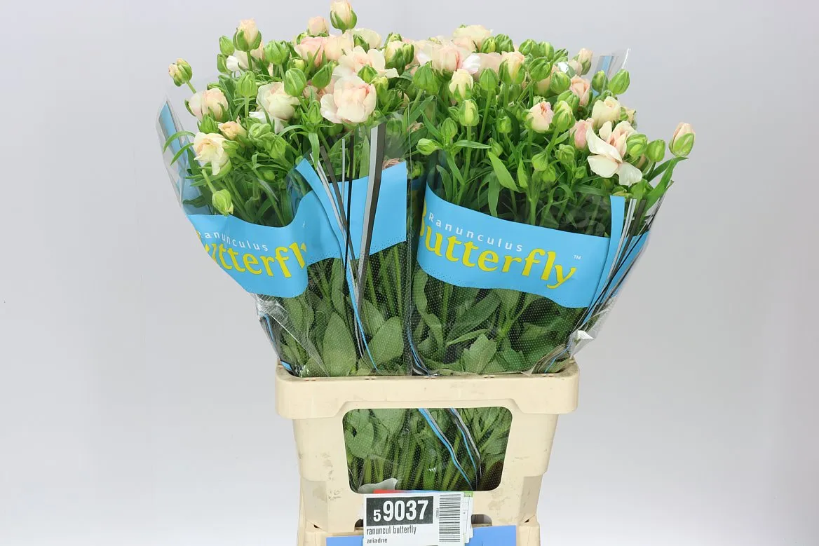 Iskerník Butterfly Ariadne • 70 cm
