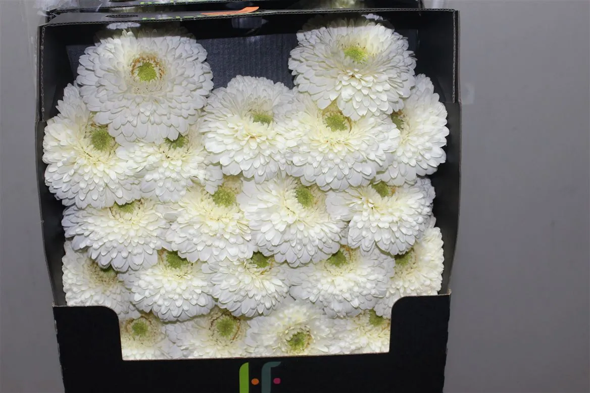 Germini Diamond Pomponi Blanco • 55 cm