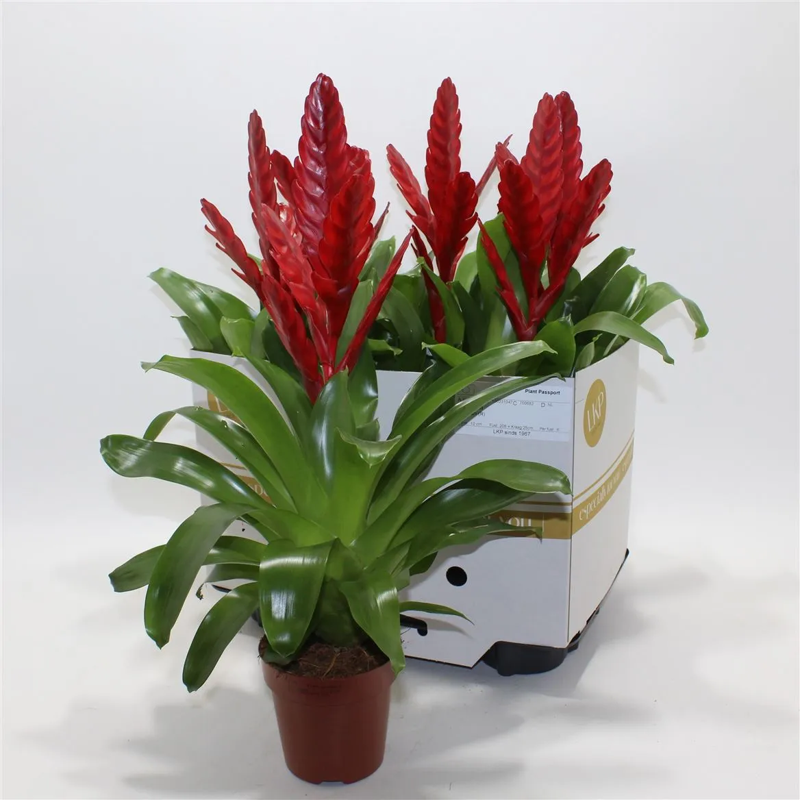 Vriesea Stream • črepník 12 cm