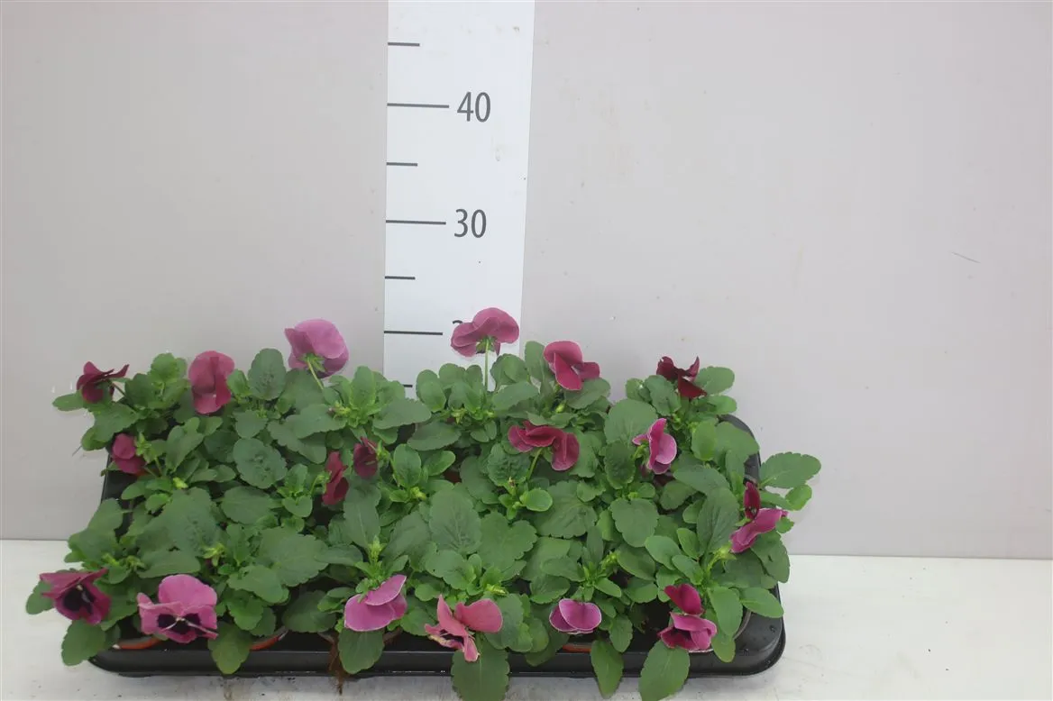Viola Wi Delta Red Wing