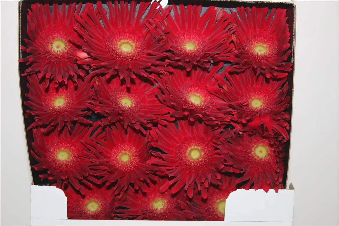 Gerbera Diamond Pasta Brenn • 55 cm