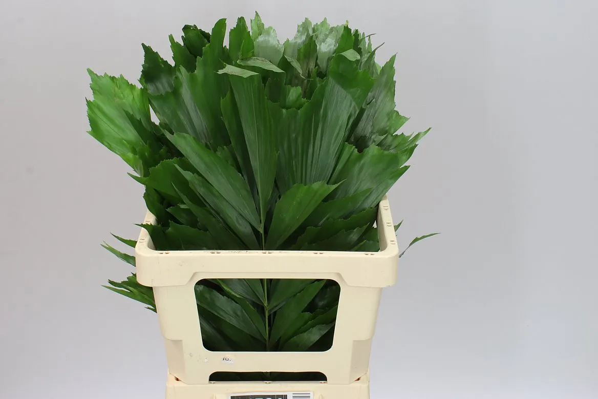 Caryota Butterfly • 60 cm