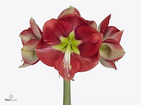 Amarylis Coral Flame • 80 cm