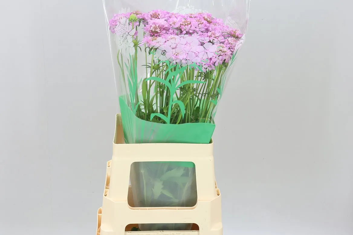Scabiosa Atr Fabienne • 65 cm