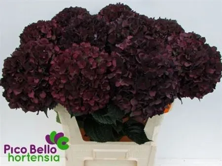 Hyd Ruby Aubergine Classic • 80 cm