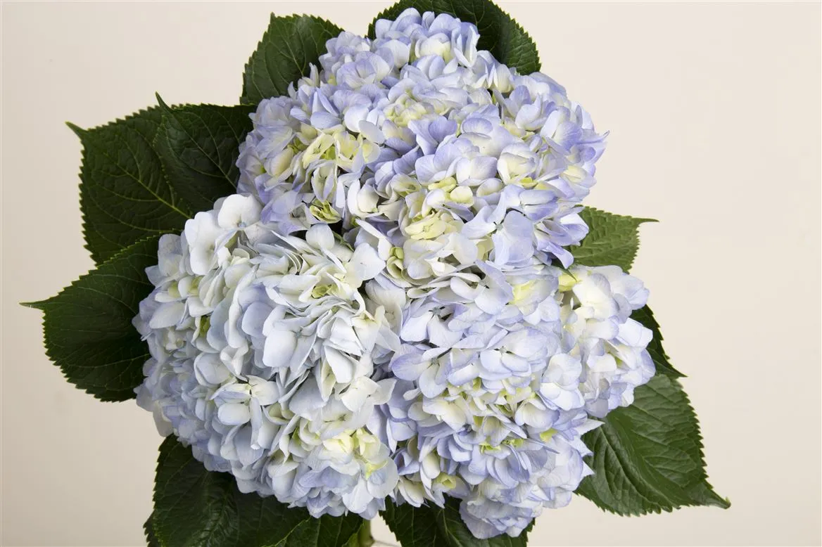 Hortenzia Blue Pale • 60 cm
