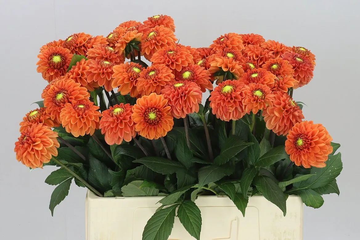 Dahlia Bright Orange • 60 cm