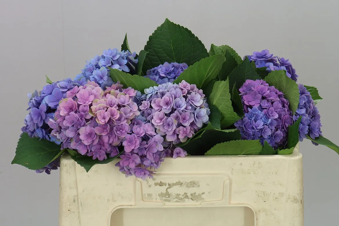 Hortenzia Majestic Lilac • 50 cm