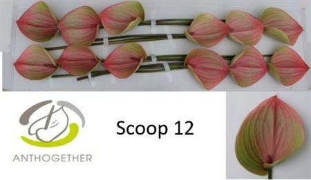 Antúrium Scoop